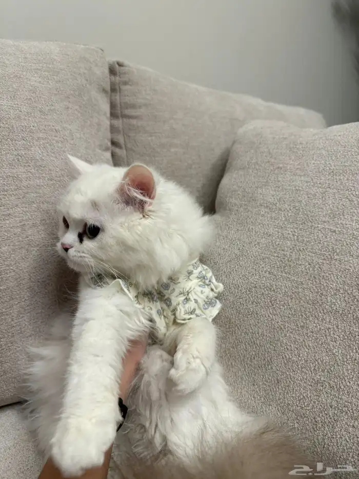 قطوه ذكر وانثى للبيع الاثنين 0