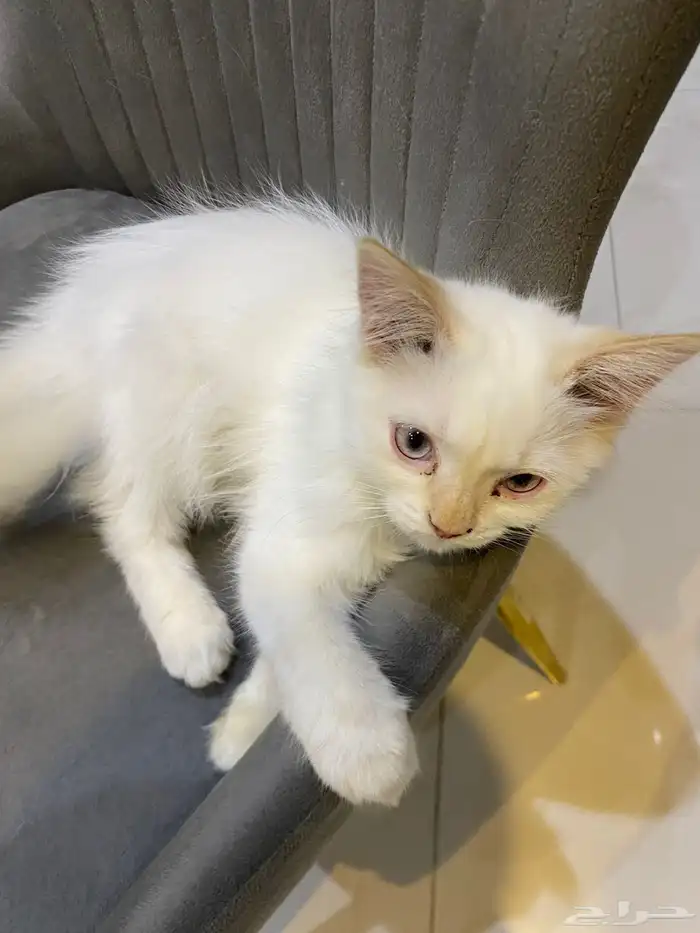 تبني كيتنز بعمر 4 شهور   الأحساء 2