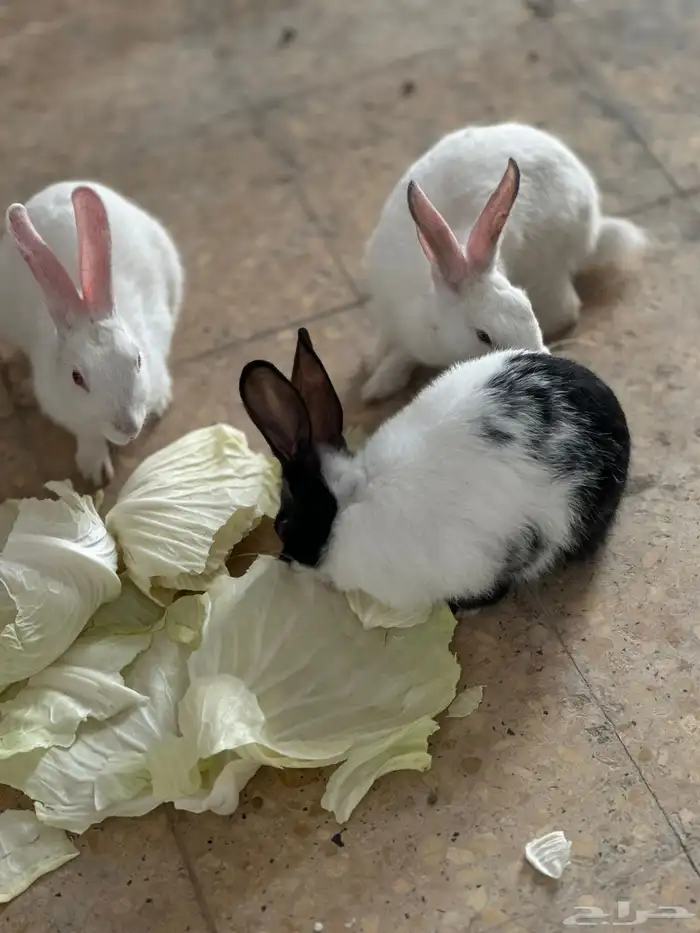 أرانب للبيع 2 إناث واحد ذكر 3