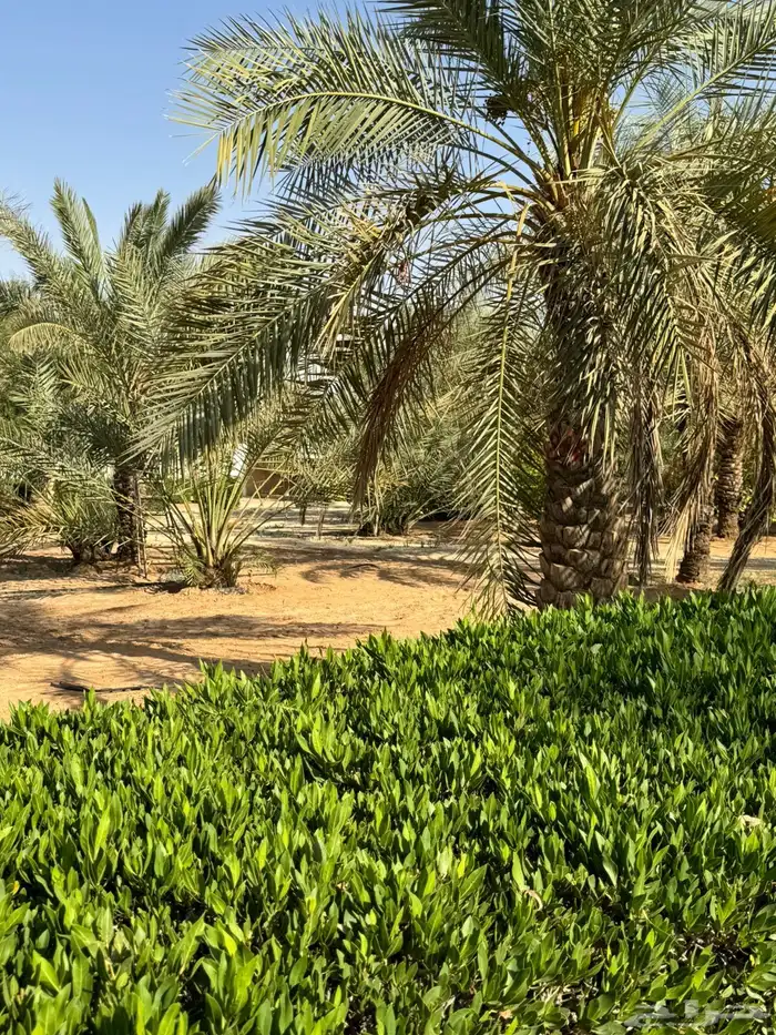 مزرعة لارا للاجار اليومي والسنوي 1