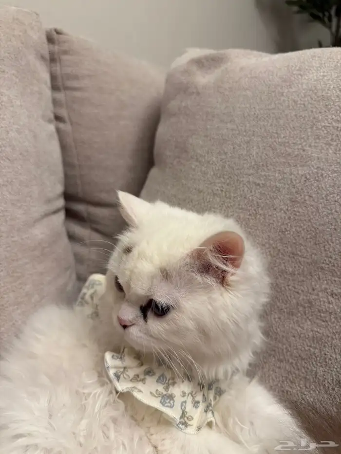 قطوه ذكر وانثى للبيع الاثنين 1