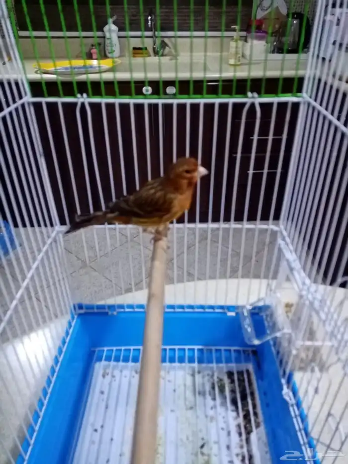 ذكور تغريد 9