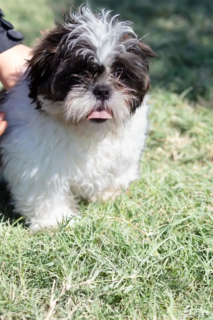 جراء كلاب شيتزو 6