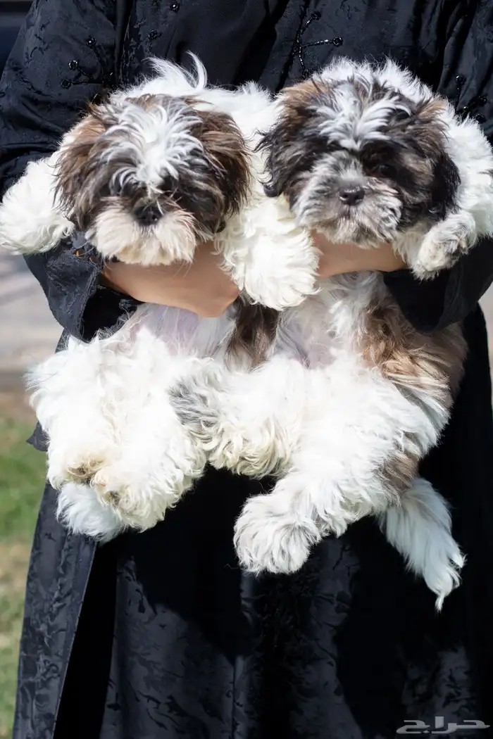 جراء كلاب شيتزو 12