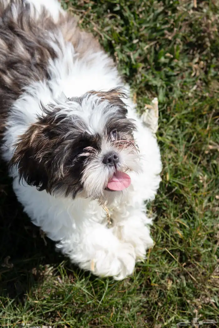 جراء كلاب شيتزو 2