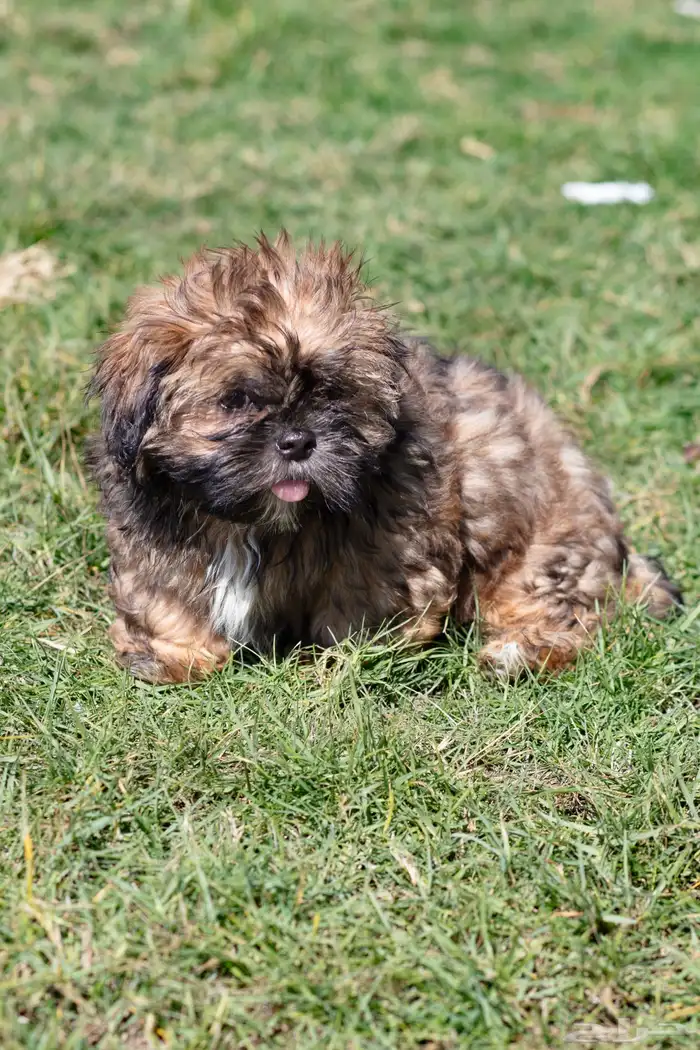 جراء كلاب شيتزو 1