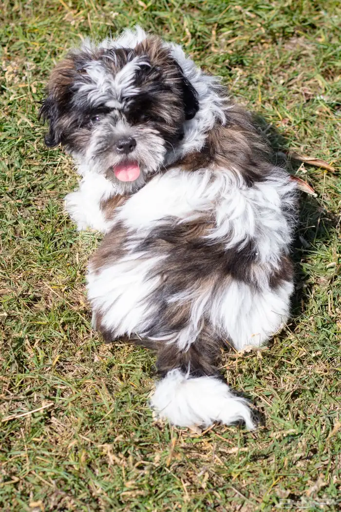 جراء كلاب شيتزو 13