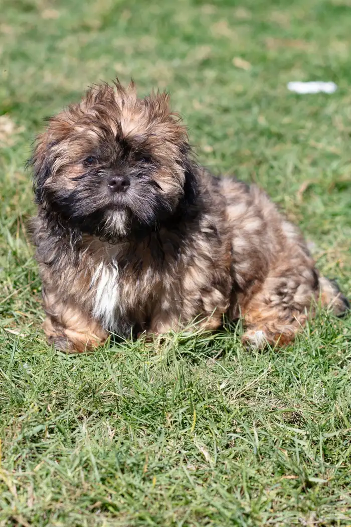 جراء كلاب شيتزو 0