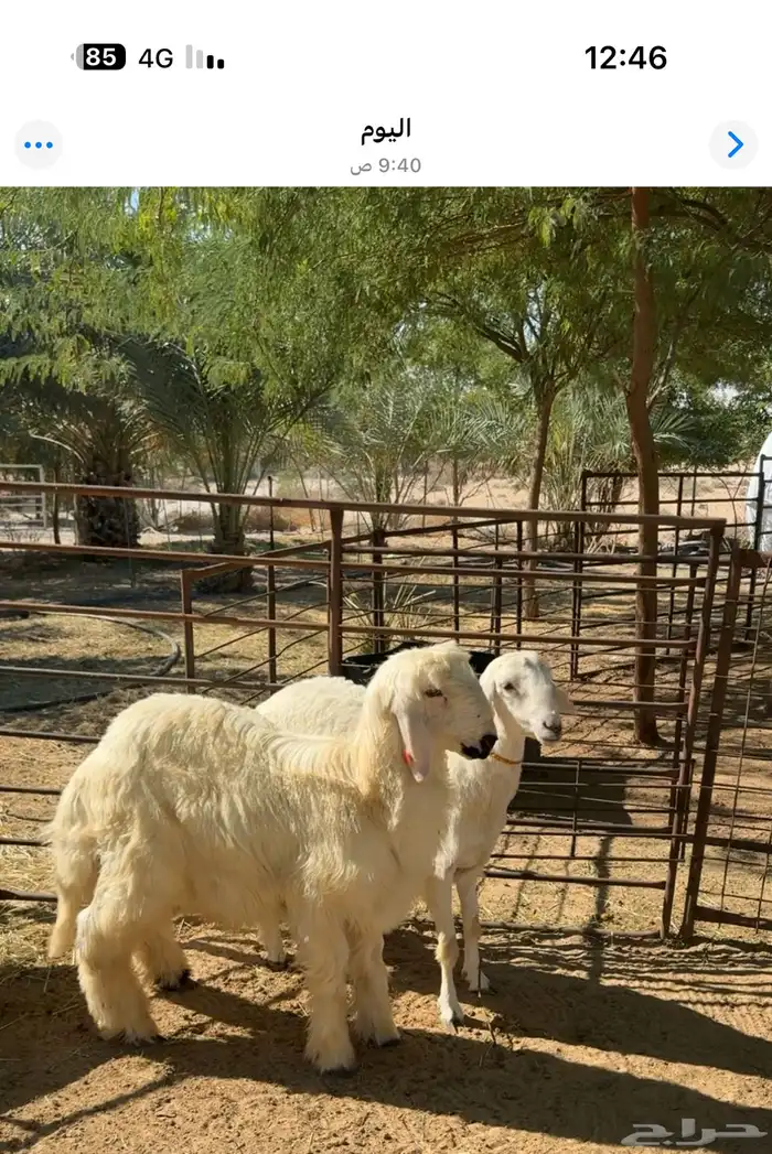 خرفان نجدي وحري ذبايح فل الفل 2