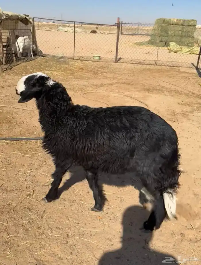 جذع نجدي طيب 0