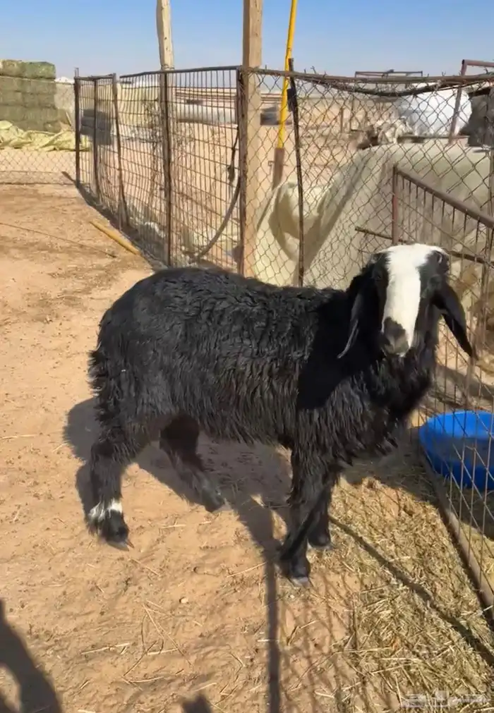 جذع نجدي طيب 1