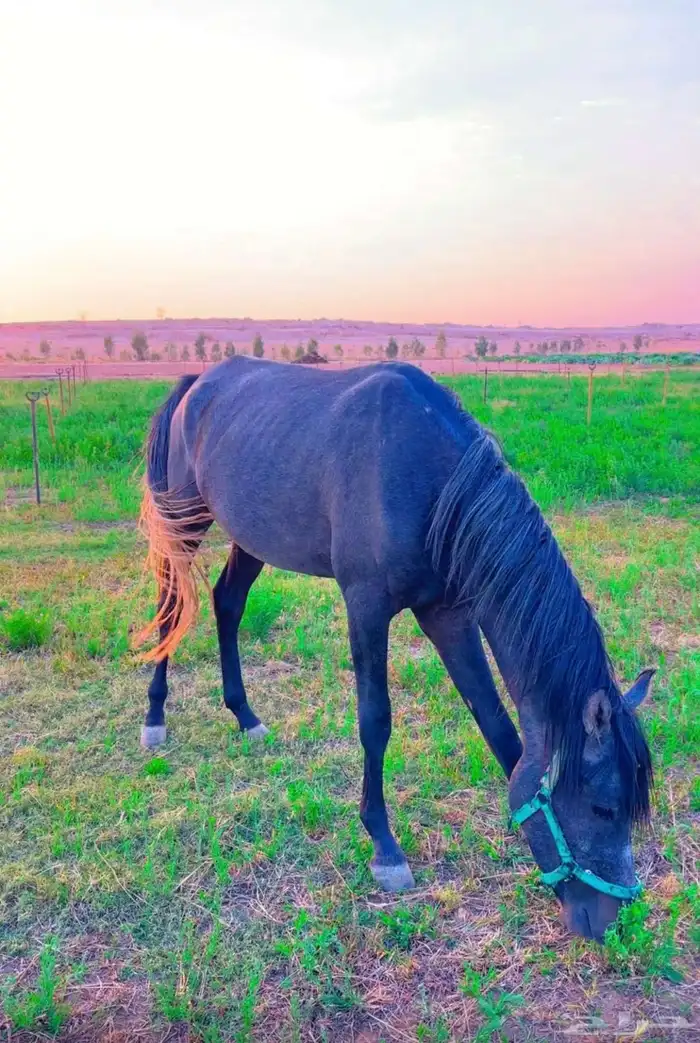 مجموعة خيول 2