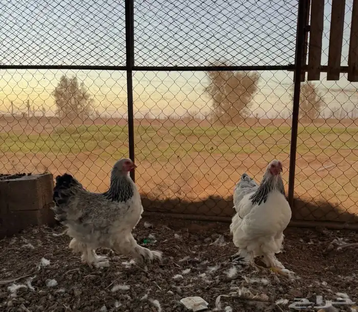 دجاج براهمه 5