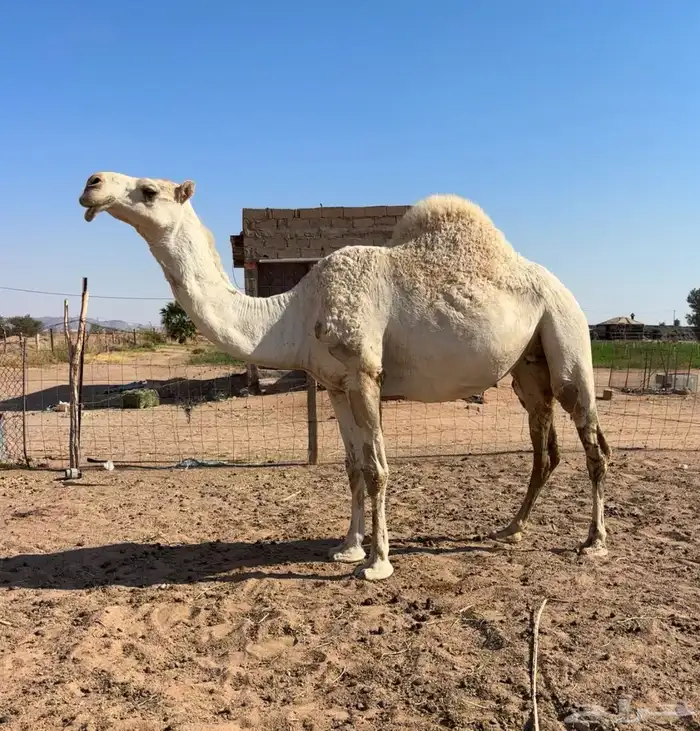 لقحه وضحاء 0