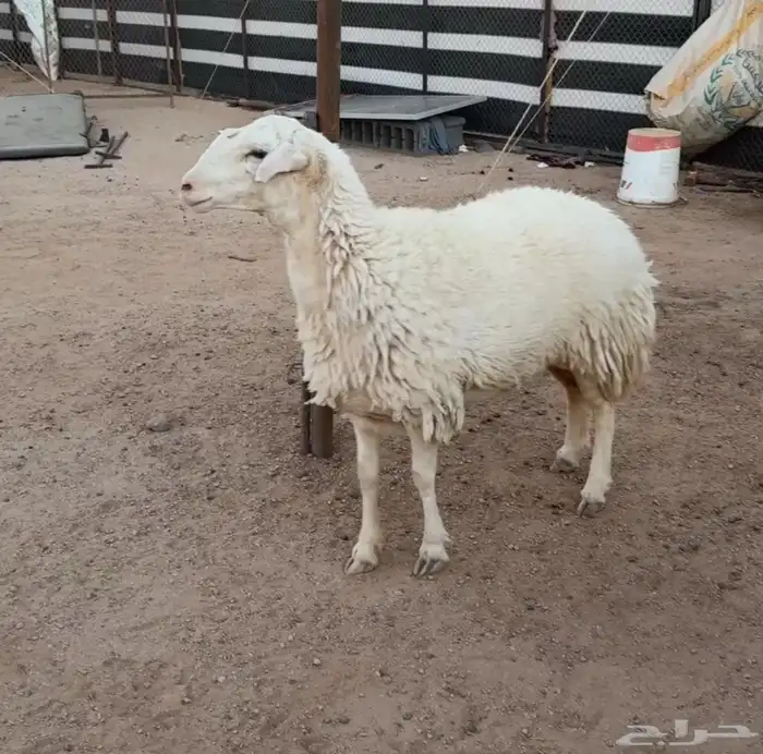 شاه رباع حايل 1