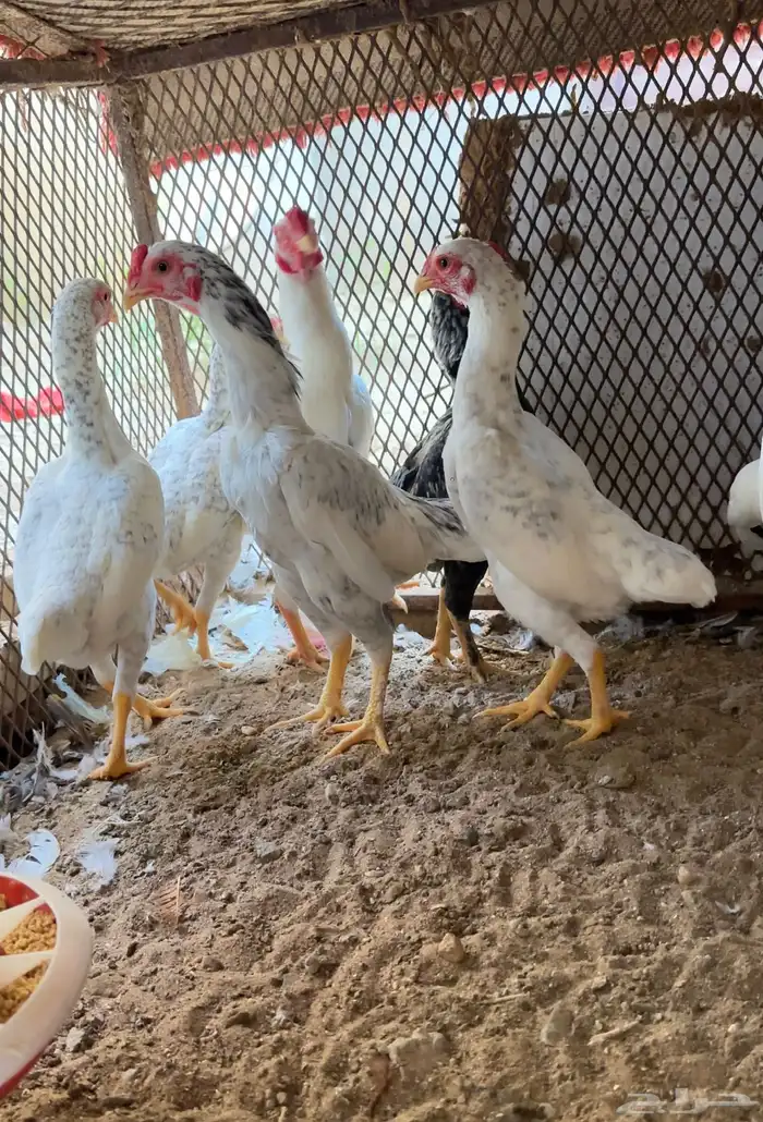 أزواج كوشامو القزم 3