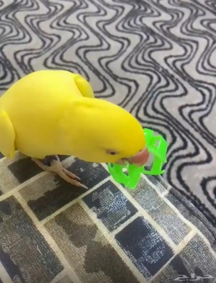 ببغاء درة لاتنيو متكلمة شرط 1