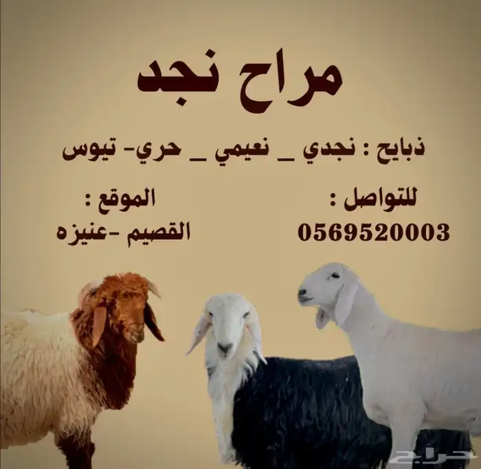 للبيع خروف نجدي طيب 2