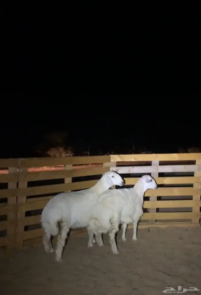 ذبايح نضيفه العمر 6 شهرر 0