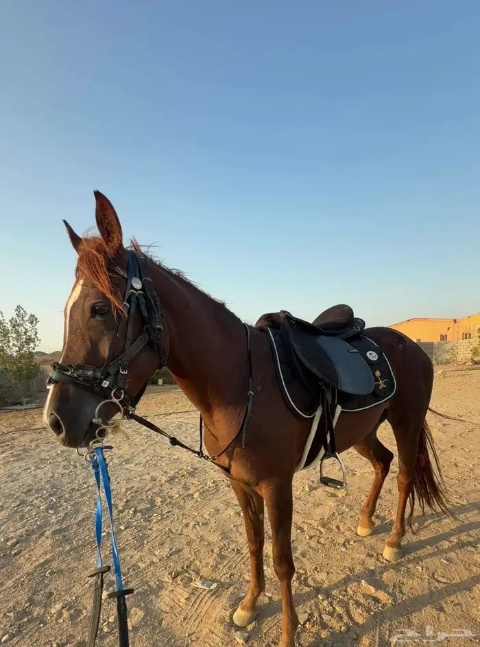 فرس شعبيه للبيع 0