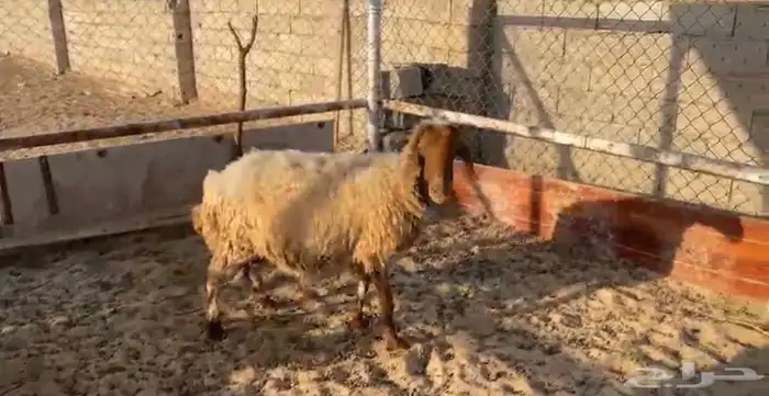 نعجه مضرع دعميه دعم مضاريع غنم 0