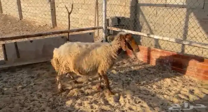 نعجه مضرع دعميه دعم مضاريع غنم 2