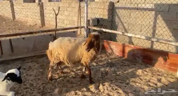 نعجه مضرع دعميه دعم مضاريع غنم 1