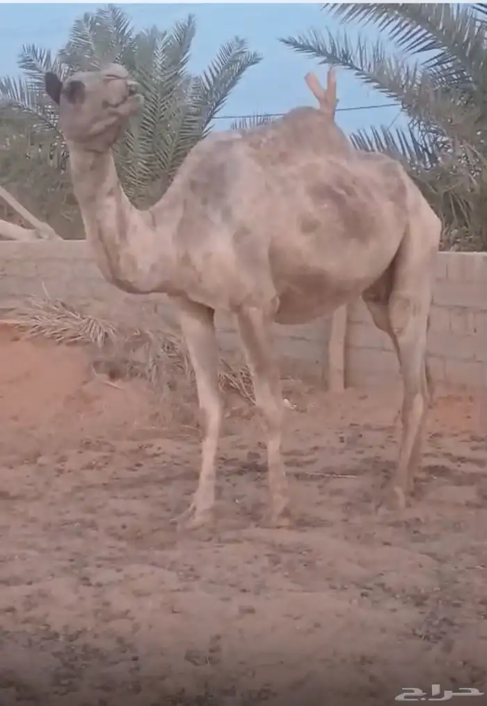 النياق للبيع 1