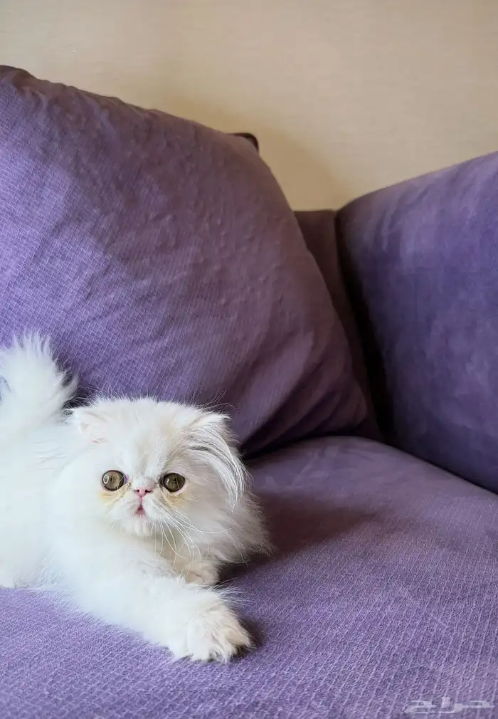 ذكر بيكي فيس بيرشن بيور 4