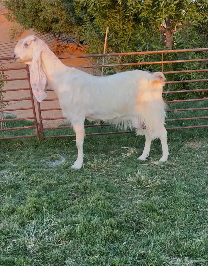 مطوره فاخره متبع 0