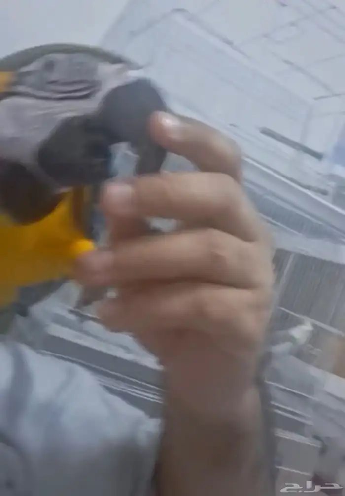 ببغاء ماكاو فاخر 3