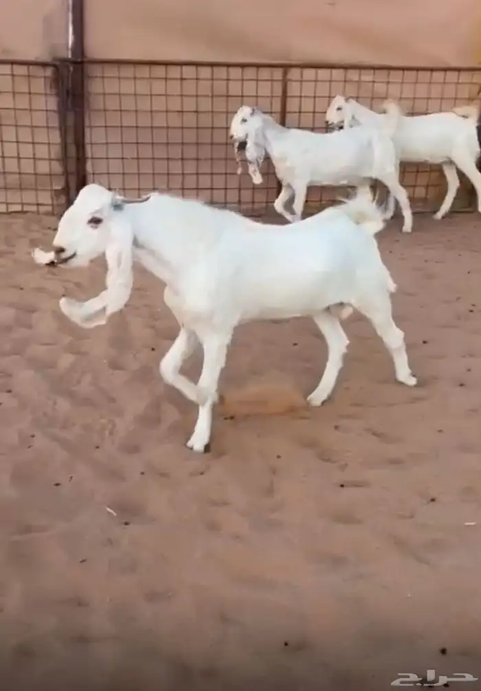 جفار بيض مطورات بفحلها 0