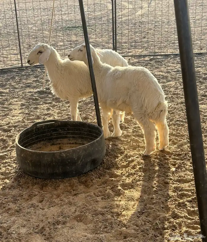 للبيع طليان 1