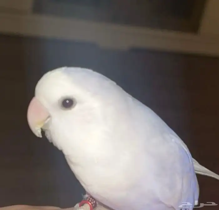 ببغاء روز للبيع ذكور اليفه الواحد ب 250 3