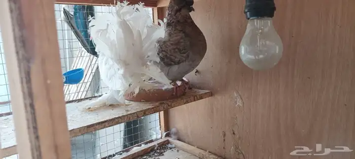 حمام للبيع مع المحكر الخشب 5