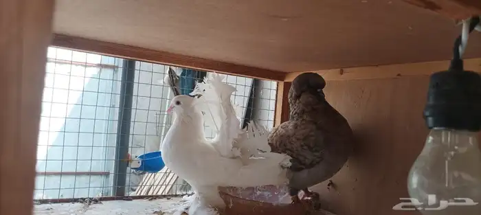 حمام للبيع مع المحكر الخشب 3