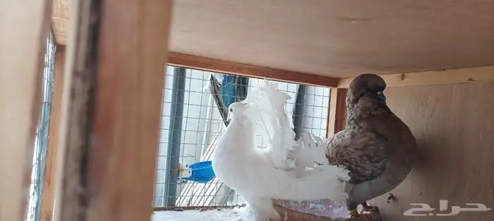 حمام للبيع مع المحكر الخشب 6