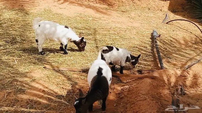 ماعز قزم مكس 0