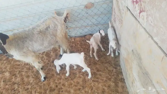 الاحسا غرب المطار 0