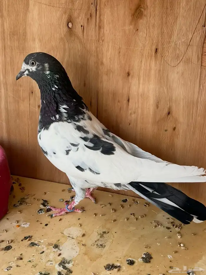 جوزين باكستانيات للبيع 3