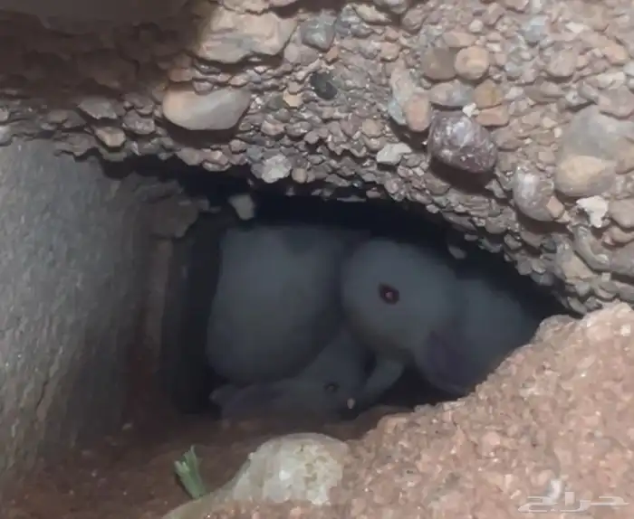 اراتب فرنسيه صغيره عيون حمر 0