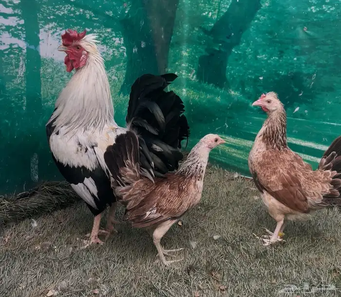 دجاج دندراوي عربي اصيل . ترثه . سلالة نقية الدم . 0