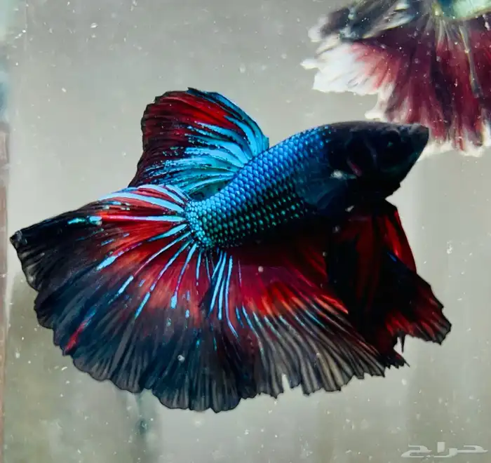 للبيع سمك فايتر هاف مون السمكه الوحده 25 ريال و الجمله 10 21