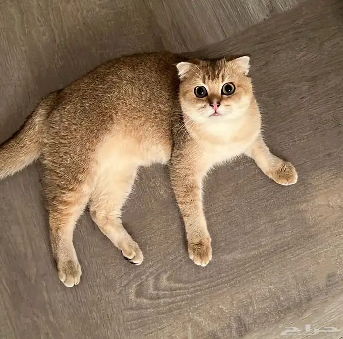 قط سكوتش فولد 2