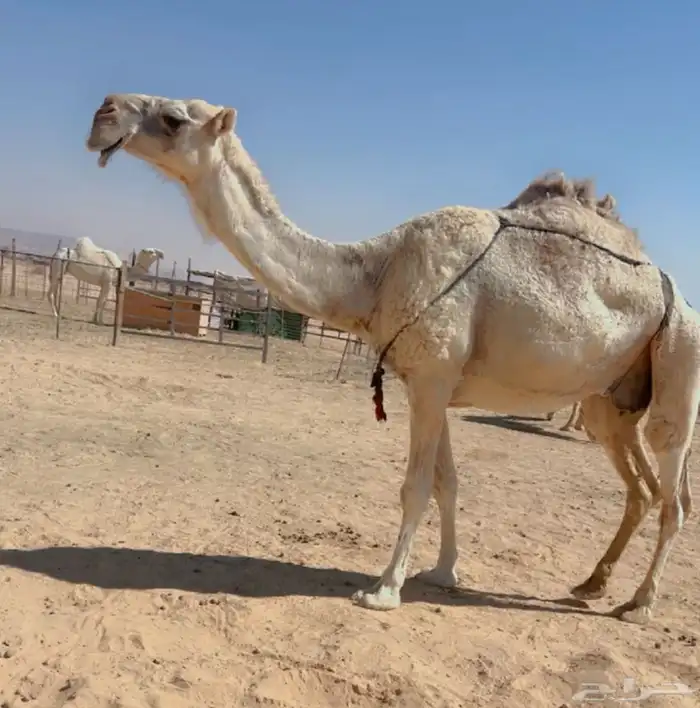 نياق ضرايب 0