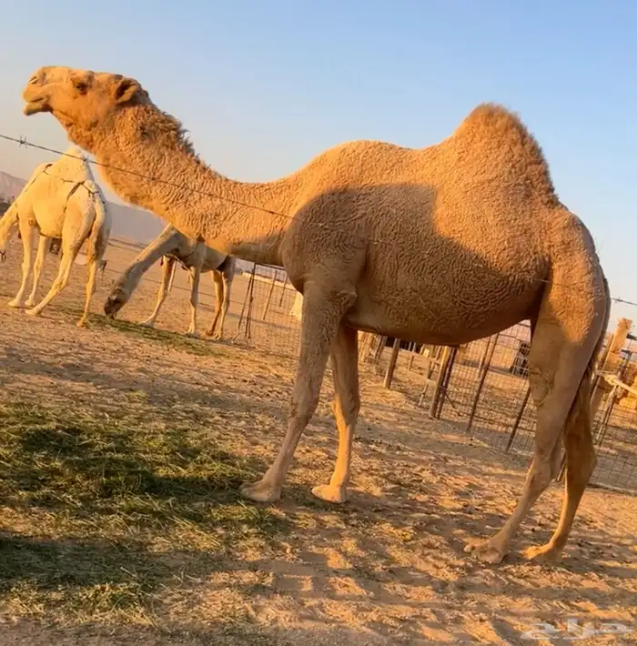 نياق ضرايب 4