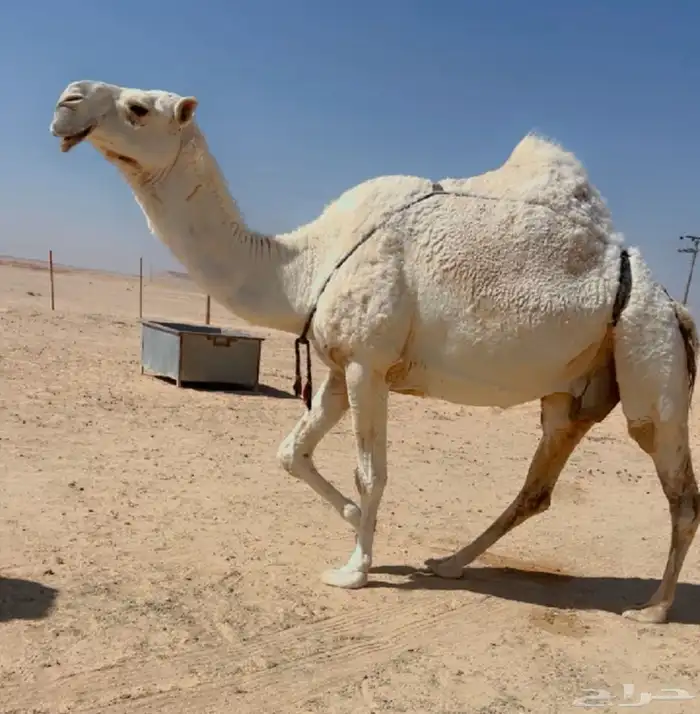 نياق ضرايب 2