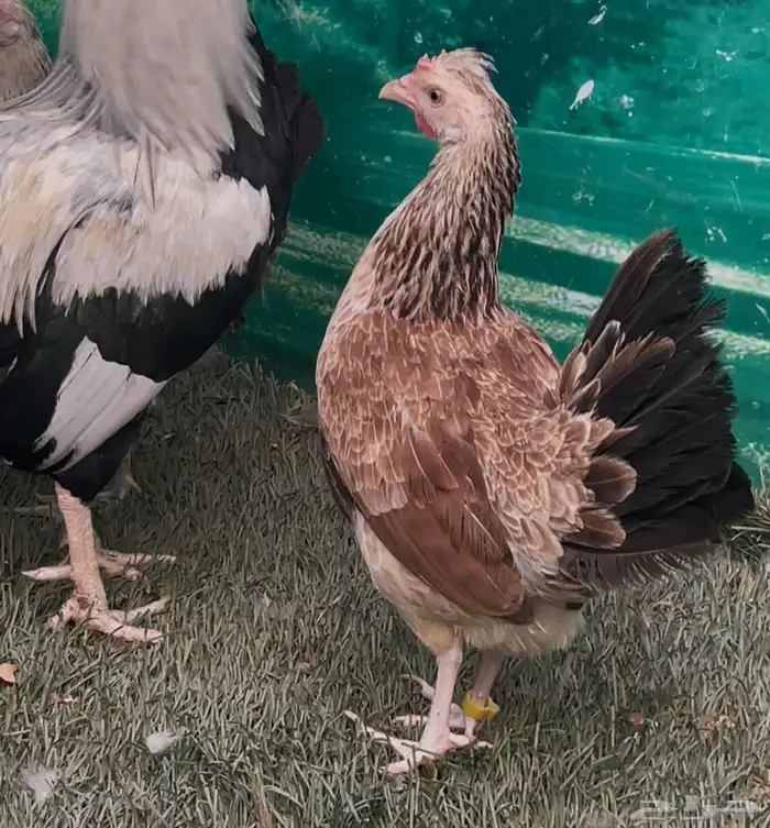 دجاج دندراوي عربي اصيل . ترثه . سلالة نقية الدم . 2