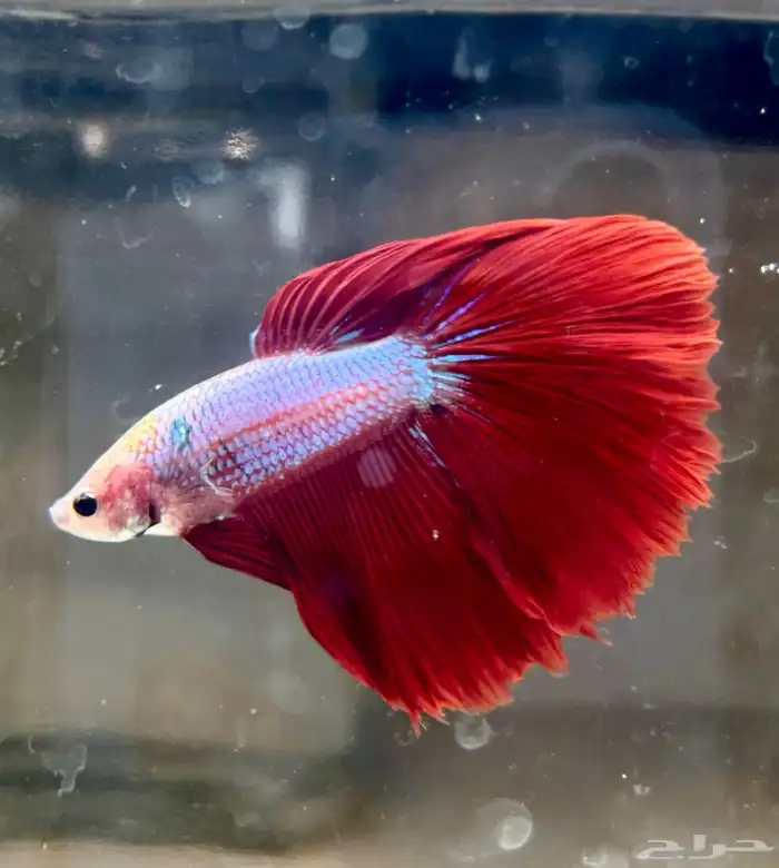 للبيع سمك فايتر هاف مون السمكه الوحده 25 ريال و الجمله 10 20