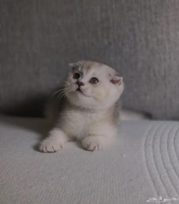 سكوتش للبيع 1